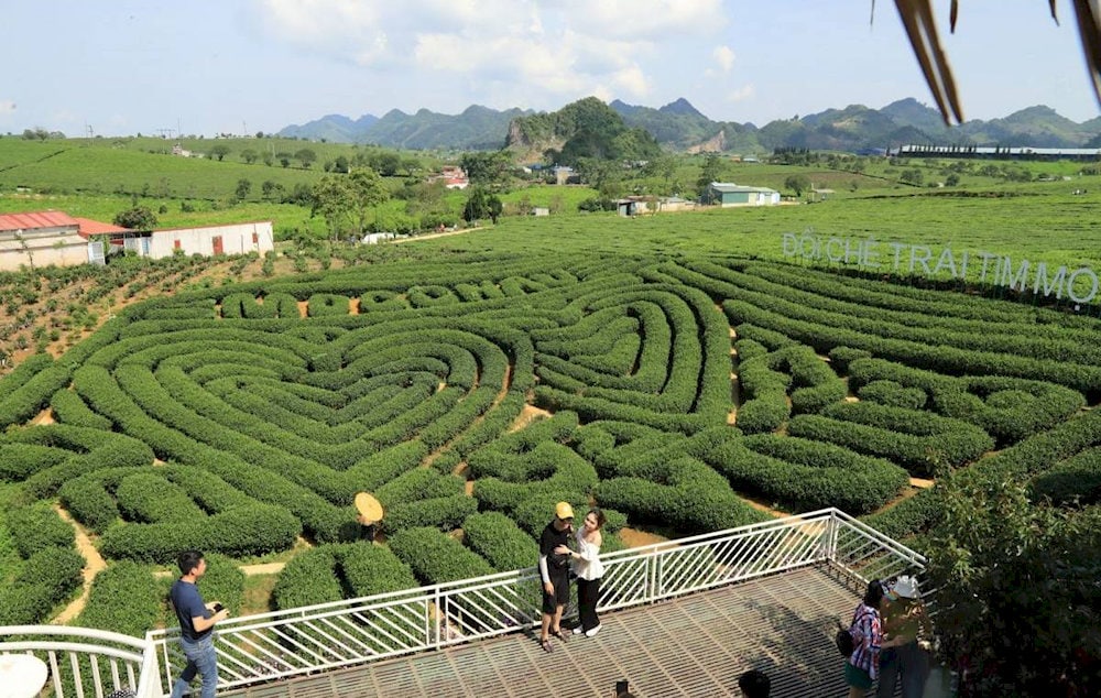 Đồi chè để lại nhiều cảm xúc cho mỗi du khách ghé thăm
